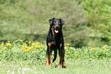 BEAUCERON 901